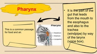 Pharynx • It is the part of the
gut that leads
from the mouth to
the esophagus
and also to the
trachea
(windpipe) by way
of the larynx
(voice box).
This is a common passage
for food and air.
 
