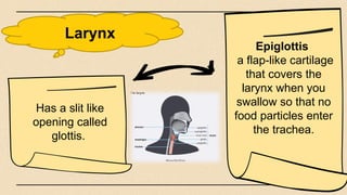 Larynx
Epiglottis
a flap-like cartilage
that covers the
larynx when you
swallow so that no
food particles enter
the trachea.
Has a slit like
opening called
glottis.
 