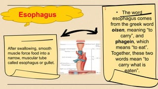 Esophagus • The word
esophagus comes
from the greek word
oisen, meaning “to
carry”, and
phagein, which
means “to eat”.
Together, these two
words mean “to
carry what is
eaten”.
After swallowing, smooth
muscle force food into a
narrow, muscular tube
called esophagus or gullet.
:
 