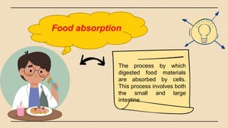 Food absorption
The process by which
digested food materials
are absorbed by cells.
This process involves both
the small and large
intestine.
 