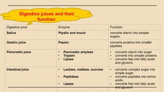 Digestive juices and their
function
Digestive juice Enzyme Function
Saliva Ptyalin and mucin converts starch into simpler
sugars.
Gastric juice Pepsin converts proteins into smaller
peptides
Pancreatic juice • Pancreatic amylase
• Trypsin
• Lipase
• converts starch into sugar
• converts into simpler proteins
• converts fats into fatty acids
and glycerol.
Intestinal juice • Lactase, maltase, sucrose
• Peptidase
• Lipase
• converts complex sugar into
simple sugar
• converts peptides into amino
acids.
• converts fats into fatty acids
and glycerol
 