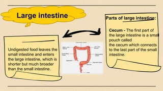 Large intestine
Cecum - The first part of
the large intestine is a small
pouch called
the cecum which connects
to the last part of the small
intestine.
Undigested food leaves the
small intestine and enters
the large intestine, which is
shorter but much broader
than the small intestine.
Parts of large intestine:
 