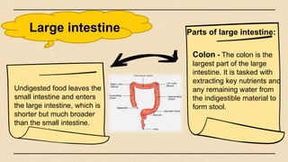 Large intestine
Colon - The colon is the
largest part of the large
intestine. It is tasked with
extracting key nutrients and
any remaining water from
the indigestible material to
form stool.
Undigested food leaves the
small intestine and enters
the large intestine, which is
shorter but much broader
than the small intestine.
Parts of large intestine:
 