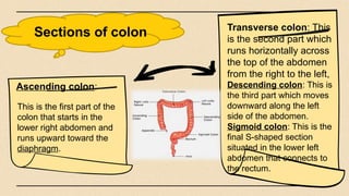 Sections of colon Transverse colon: This
is the second part which
runs horizontally across
the top of the abdomen
from the right to the left,
Descending colon: This is
the third part which moves
downward along the left
side of the abdomen.
Sigmoid colon: This is the
final S-shaped section
situated in the lower left
abdomen that connects to
the rectum.
This is the first part of the
colon that starts in the
lower right abdomen and
runs upward toward the
diaphragm.
Ascending colon:
 