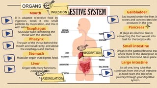 ORGANS
Mouth
It is adapted to receive food by
ingestion, break it into small
particles by mastication, and mix it
with saliva.
INGESTION
Esophagus
Muscular tube connecting the
throat with the stomach
Pharynx
The part of the throat behind the
mouth and nasal cavity, and above
the esophagus and trachea
Stomach
Muscular organ that digests food.
Liver
Organ with many functions.
2 main function
Gallbladder
Pancreas
It plays an essential role in
converting the food we eat into
fuel for the body's cells
Small intestine
Organ in the gastrointestinal trac
where most of the absorption of
nutrients from food takes place.
ABSORPTION
ASSIMILATION
Large intestine
It's all one, long tube that
continues from the small intestine
as food nears the end of its
journey through your digestive
system.
Sac located under the liver. It
stores and concentrates bile
produced in the liver.
 