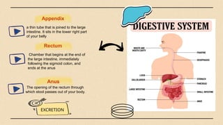 Appendix
a thin tube that is joined to the large
intestine. It sits in the lower right part
of your belly
Rectum
Chamber that begins at the end of
the large intestine, immediately
following the sigmoid colon, and
ends at the anus
Anus
The opening of the rectum through
which stool passes out of your body.
EXCRETION
 