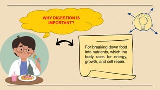 WHY DIGESTION IS
IMPORTANT?
For breaking down food
into nutrients, which the
body uses for energy,
growth, and cell repair.
 