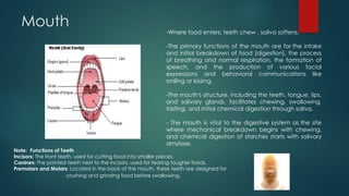 Comprehensive Overview of the Human Digestive System and Its Functions ...