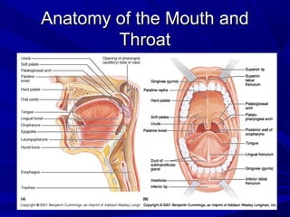 Anatomy of the Mouth andAnatomy of the Mouth and
ThroatThroat
 