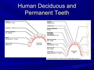 Human Deciduous andHuman Deciduous and
Permanent TeethPermanent Teeth
 