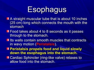 EsophagusEsophagus
A straight muscular tube that is about 10 inchesA straight muscular tube that is about 10 inches
(25 cm) long which connects the mouth with the(25 cm) long which connects the mouth with the
stomachstomach
Food takes about 4 to 8 seconds as it passesFood takes about 4 to 8 seconds as it passes
through to the stomach.through to the stomach.
Its walls contain smooth muscles that contractsIts walls contain smooth muscles that contracts
in wavy motion (in wavy motion (PeristalsisPeristalsis).).
Peristalsis propels food and liquid slowlyPeristalsis propels food and liquid slowly
down the esophagus into the stomach.down the esophagus into the stomach.
Cardiac Sphincter (ring-like valve) relaxes toCardiac Sphincter (ring-like valve) relaxes to
allow food into the stomach.allow food into the stomach.
 