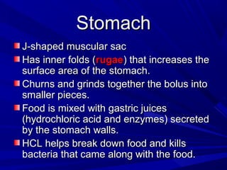 StomachStomach
J-shaped muscular sacJ-shaped muscular sac
Has inner folds (Has inner folds (rugaerugae) that increases the) that increases the
surface area of the stomach.surface area of the stomach.
Churns and grinds together the bolus intoChurns and grinds together the bolus into
smaller pieces.smaller pieces.
Food is mixed with gastric juicesFood is mixed with gastric juices
(hydrochloric acid and enzymes) secreted(hydrochloric acid and enzymes) secreted
by the stomach walls.by the stomach walls.
HCL helps break down food and killsHCL helps break down food and kills
bacteria that came along with the food.bacteria that came along with the food.
 