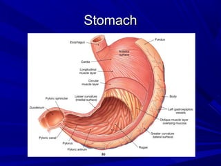 StomachStomach
 