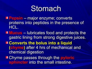 StomachStomach
PepsinPepsin – major enzyme; converts– major enzyme; converts
proteins into peptides in the presence ofproteins into peptides in the presence of
HCL.HCL.
MucusMucus – lubricates food and protects the– lubricates food and protects the
gastric lining from strong digestive juices.gastric lining from strong digestive juices.
Converts the bolus into a liquidConverts the bolus into a liquid
((chymechyme)) after 4 hrs of mechanical andafter 4 hrs of mechanical and
chemical digestionchemical digestion
Chyme passes through theChyme passes through the pyloricpyloric
sphinctersphincter into the small intestine.into the small intestine.
 
