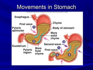 Movements in StomachMovements in Stomach
 