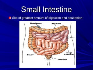 Small IntestineSmall Intestine
Site of greatest amount of digestion and absorptionSite of greatest amount of digestion and absorption
 