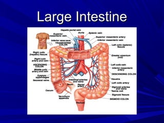 Large IntestineLarge Intestine
 