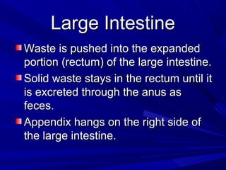 Large IntestineLarge Intestine
Waste is pushed into the expandedWaste is pushed into the expanded
portion (rectum) of the large intestine.portion (rectum) of the large intestine.
Solid waste stays in the rectum until itSolid waste stays in the rectum until it
is excreted through the anus asis excreted through the anus as
feces.feces.
Appendix hangs on the right side ofAppendix hangs on the right side of
the large intestine.the large intestine.
 