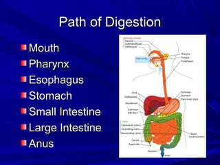 Path of DigestionPath of Digestion
MouthMouth
PharynxPharynx
EsophagusEsophagus
StomachStomach
Small IntestineSmall Intestine
Large IntestineLarge Intestine
AnusAnus
 