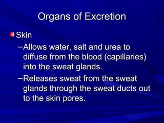 Organs of ExcretionOrgans of Excretion
SkinSkin
–Allows water, salt and urea toAllows water, salt and urea to
diffuse from the blood (capillaries)diffuse from the blood (capillaries)
into the sweat glands.into the sweat glands.
–Releases sweat from the sweatReleases sweat from the sweat
glands through the sweat ducts outglands through the sweat ducts out
to the skin pores.to the skin pores.
 
