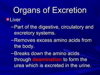 Organs of ExcretionOrgans of Excretion
LiverLiver
–Part of the digestive, circulatory andPart of the digestive, circulatory and
excretory systems.excretory systems.
–Removes excess amino acids fromRemoves excess amino acids from
the body.the body.
–Breaks down the amino acidsBreaks down the amino acids
throughthrough deaminationdeamination to form theto form the
urea which is excreted in the urine.urea which is excreted in the urine.
 