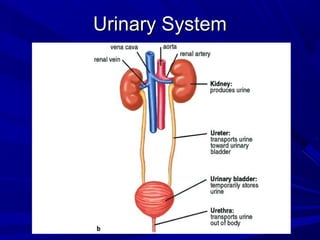 Urinary SystemUrinary System
 