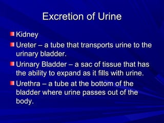 Excretion of UrineExcretion of Urine
KidneyKidney
Ureter – a tube that transports urine to theUreter – a tube that transports urine to the
urinary bladder.urinary bladder.
Urinary Bladder – a sac of tissue that hasUrinary Bladder – a sac of tissue that has
the ability to expand as it fills with urine.the ability to expand as it fills with urine.
Urethra – a tube at the bottom of theUrethra – a tube at the bottom of the
bladder where urine passes out of thebladder where urine passes out of the
body.body.
 