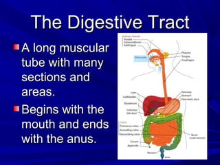 The Digestive TractThe Digestive Tract
A long muscularA long muscular
tube with manytube with many
sections andsections and
areas.areas.
Begins with theBegins with the
mouth and endsmouth and ends
with the anus.with the anus.
 