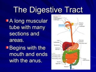 The Digestive Tract
The Digestive Tract
A long muscular
A long muscular
tube with many
tube with many
sections and
section...