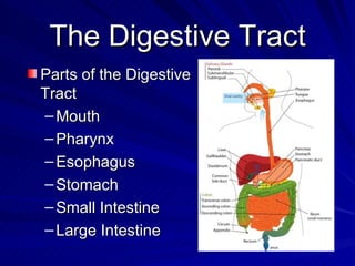 The Digestive Tract
The Digestive Tract
Parts of the Digestive
Parts of the Digestive
Tract
Tract
– Mouth
Mouth
– Pharynx
...