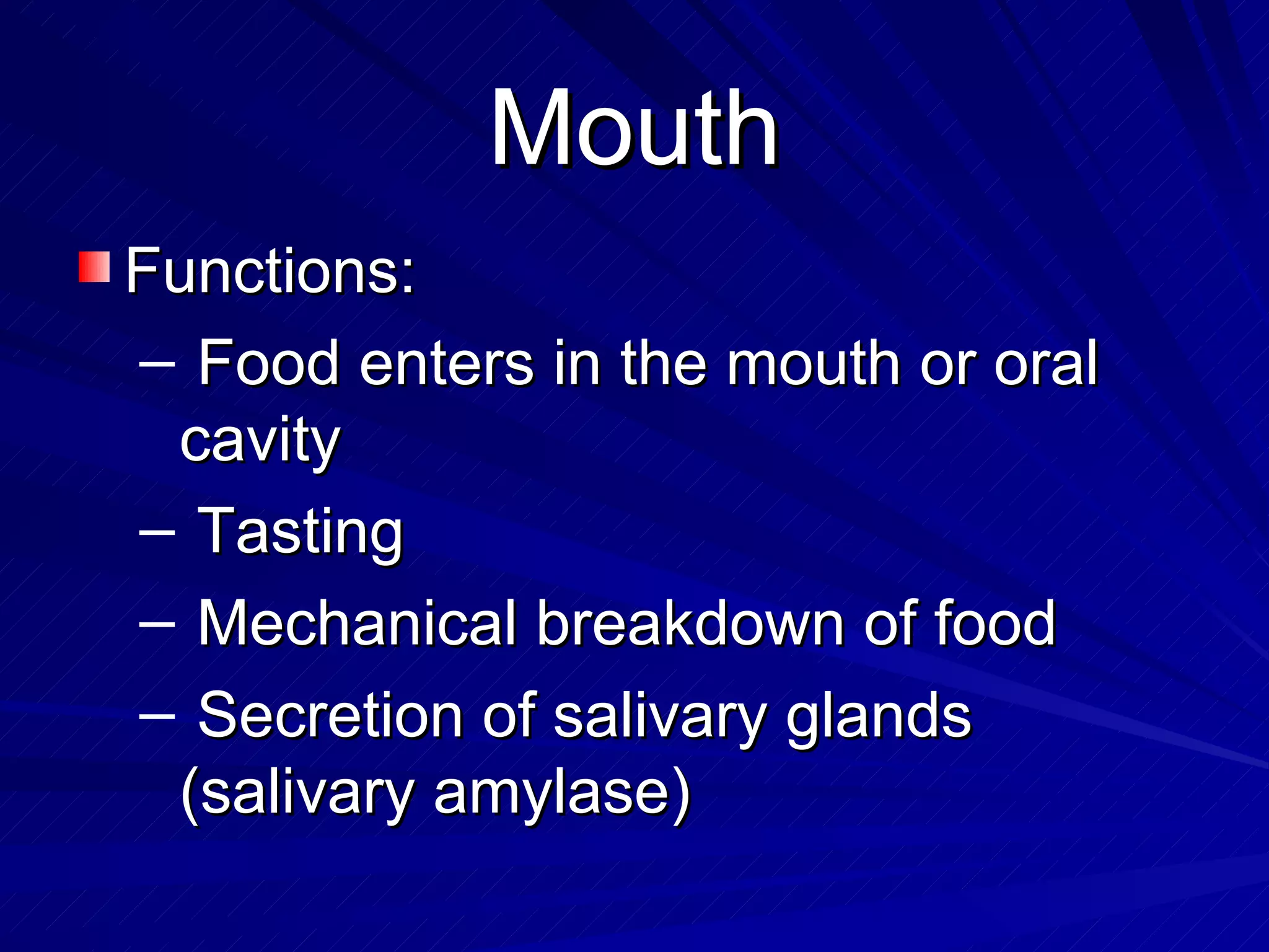 Mouth Functions: Food enters in the mouth or oral cavity Tasting Mechanical breakdown of food Secretion of salivary glands (salivary amylase)  