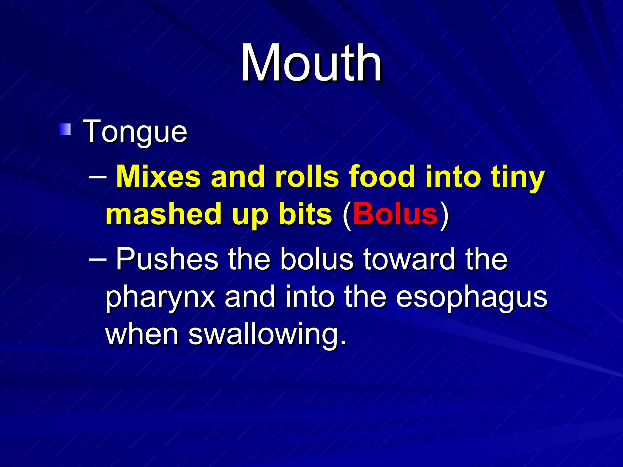 Mouth Tongue Mixes and rolls food into tiny  mashed up bits  ( Bolus ) Pushes the bolus toward the pharynx and into the esophagus when swallowing. 