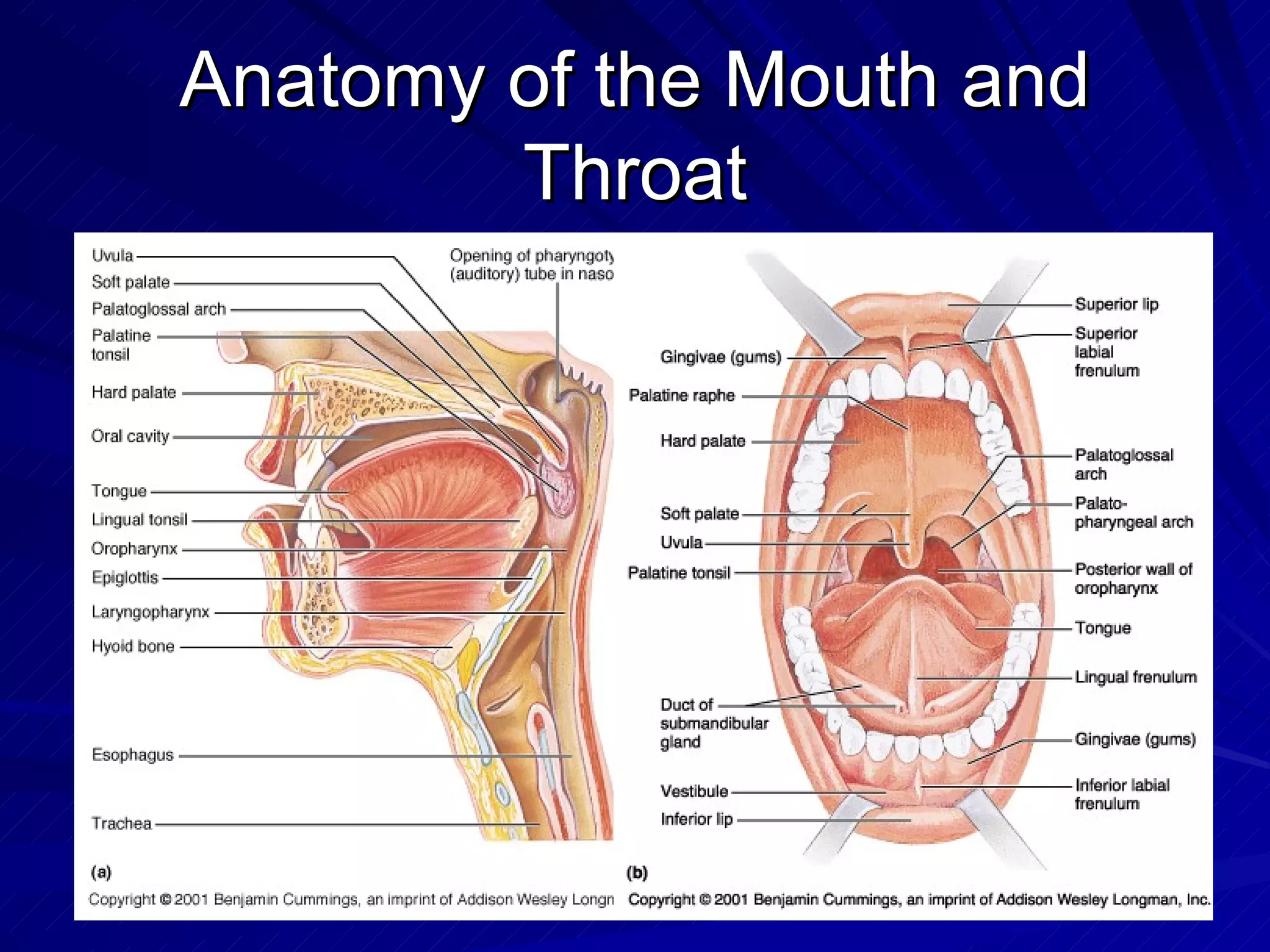 Anatomy of the Mouth and Throat 