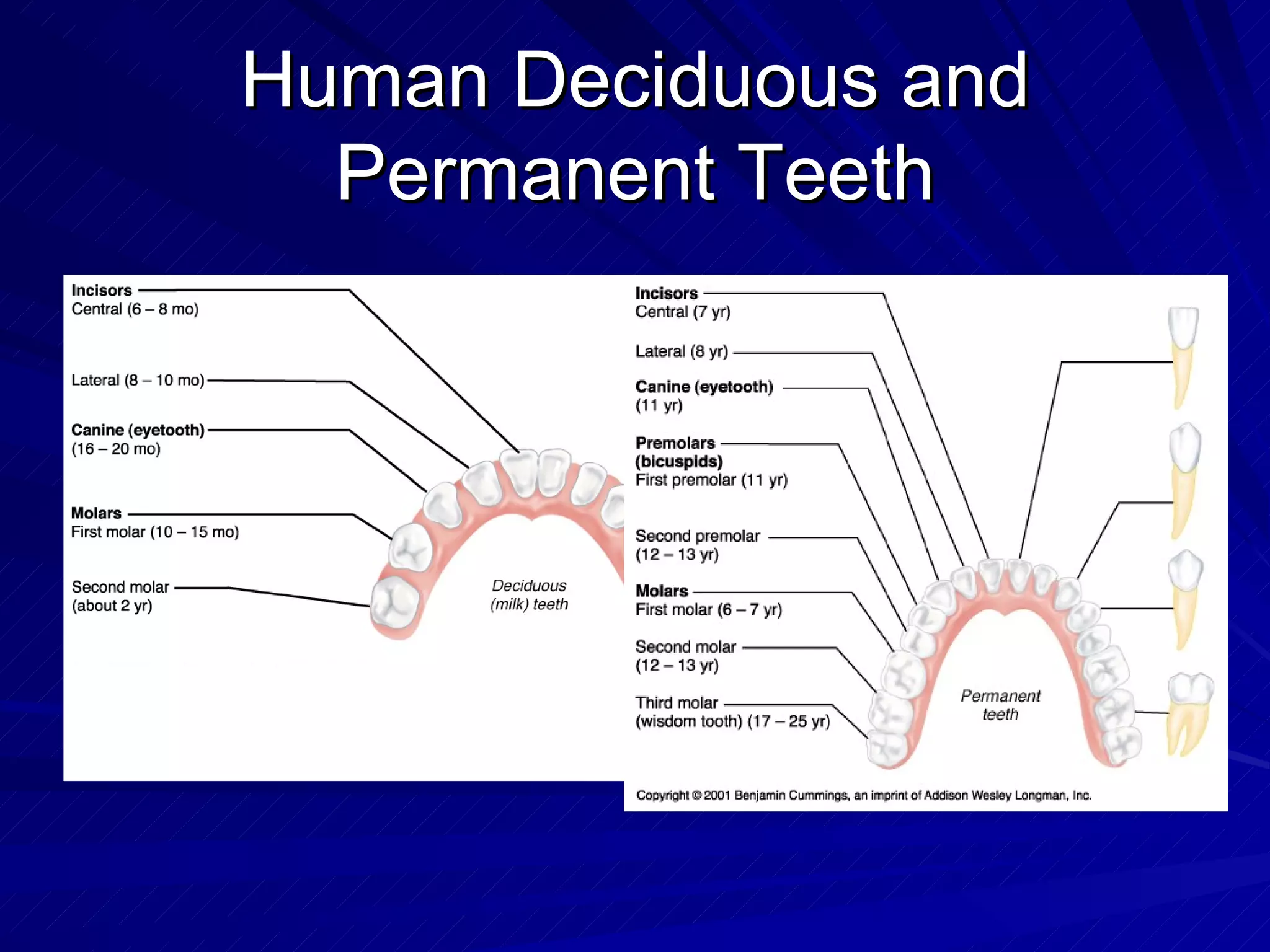 Human Deciduous and Permanent Teeth 