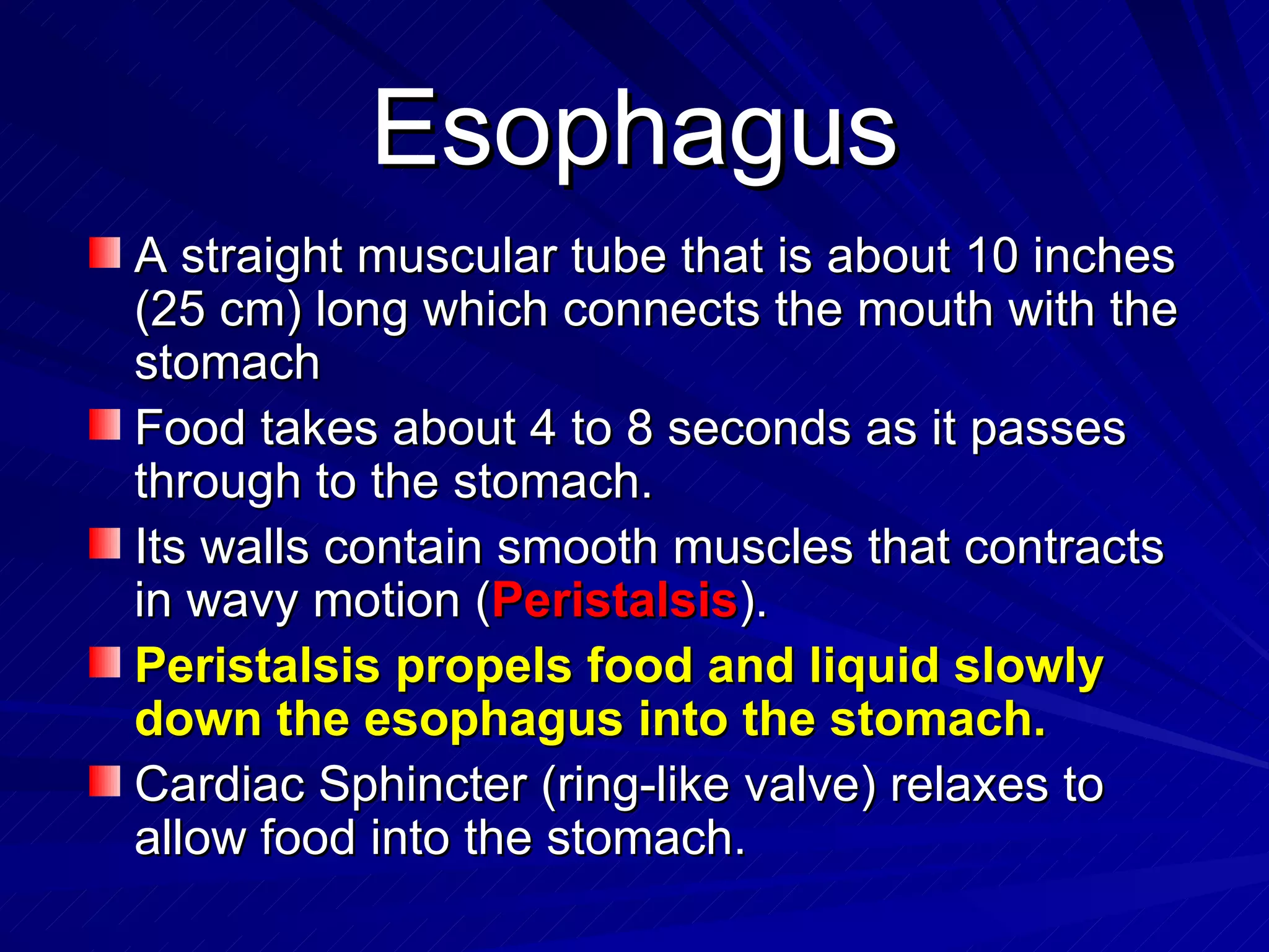 Esophagus A straight muscular tube that is about 10 inches (25 cm) long which connects the mouth with the stomach Food takes about 4 to 8 seconds as it passes through to the stomach. Its walls contain smooth muscles that contracts in wavy motion ( Peristalsis ). Peristalsis propels food and liquid slowly down the esophagus into the stomach. Cardiac Sphincter (ring-like valve) relaxes to allow food into the stomach. 
