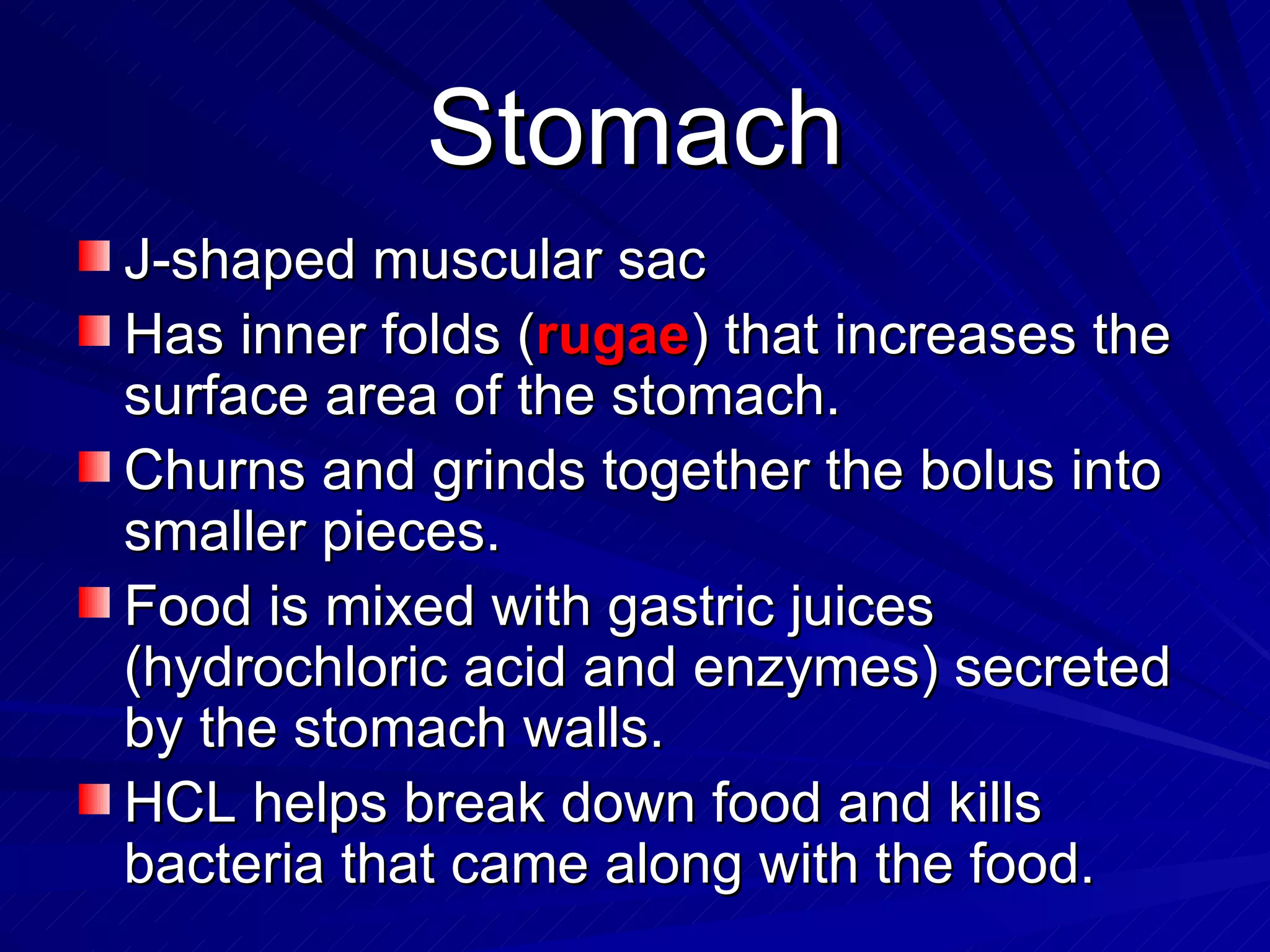 Stomach J-shaped muscular sac Has inner folds ( rugae ) that increases the surface area of the stomach. Churns and grinds together the bolus into smaller pieces. Food is mixed with gastric juices (hydrochloric acid and enzymes) secreted by the stomach walls. HCL helps break down food and kills bacteria that came along with the food. 