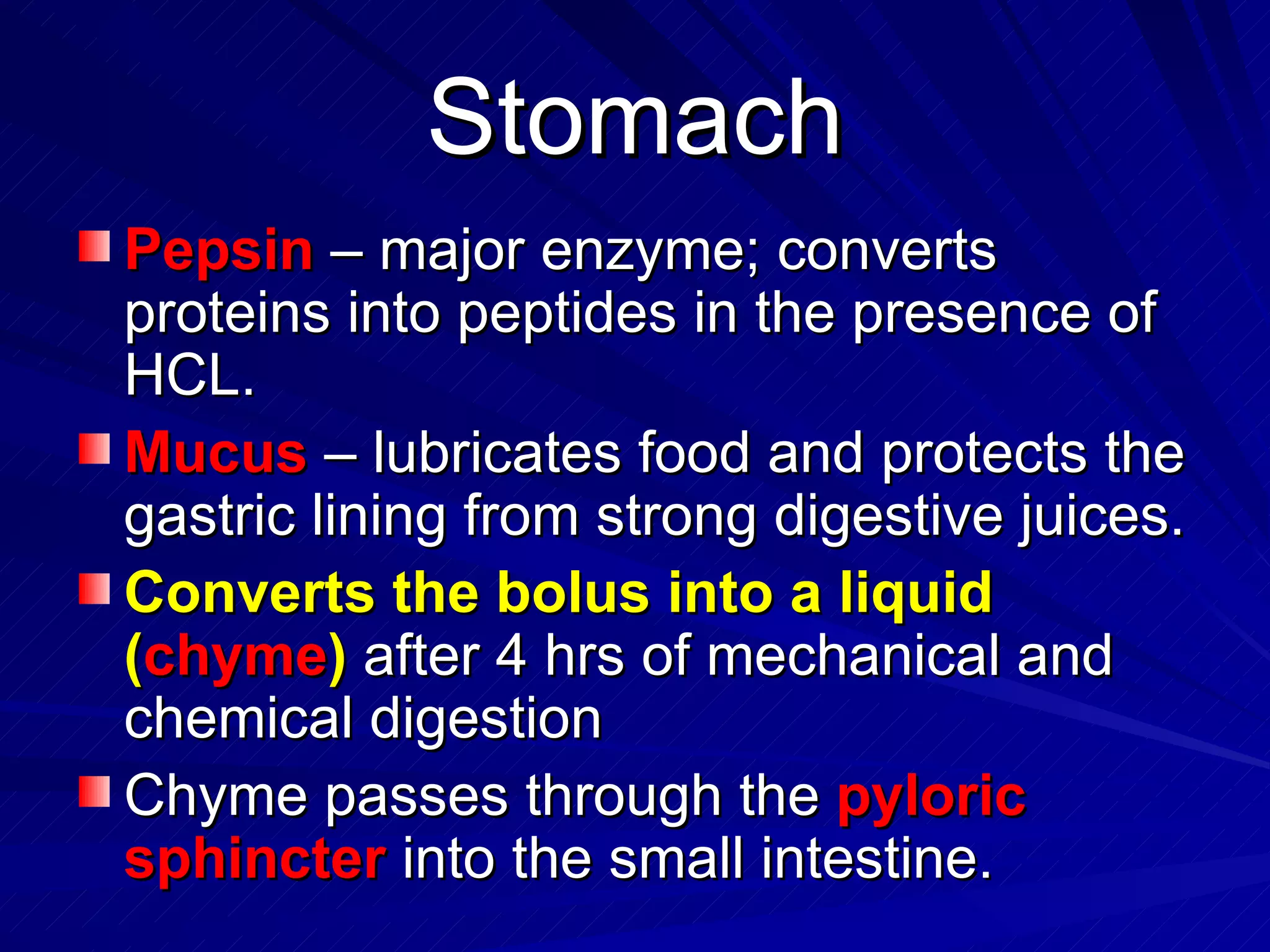 Stomach Pepsin  – major enzyme; converts proteins into peptides in the presence of HCL. Mucus  – lubricates food and protects the gastric lining from strong digestive juices. Converts the bolus into a liquid ( chyme )   after 4 hrs of mechanical and chemical digestion Chyme passes through the  pyloric sphincter  into the small intestine. 