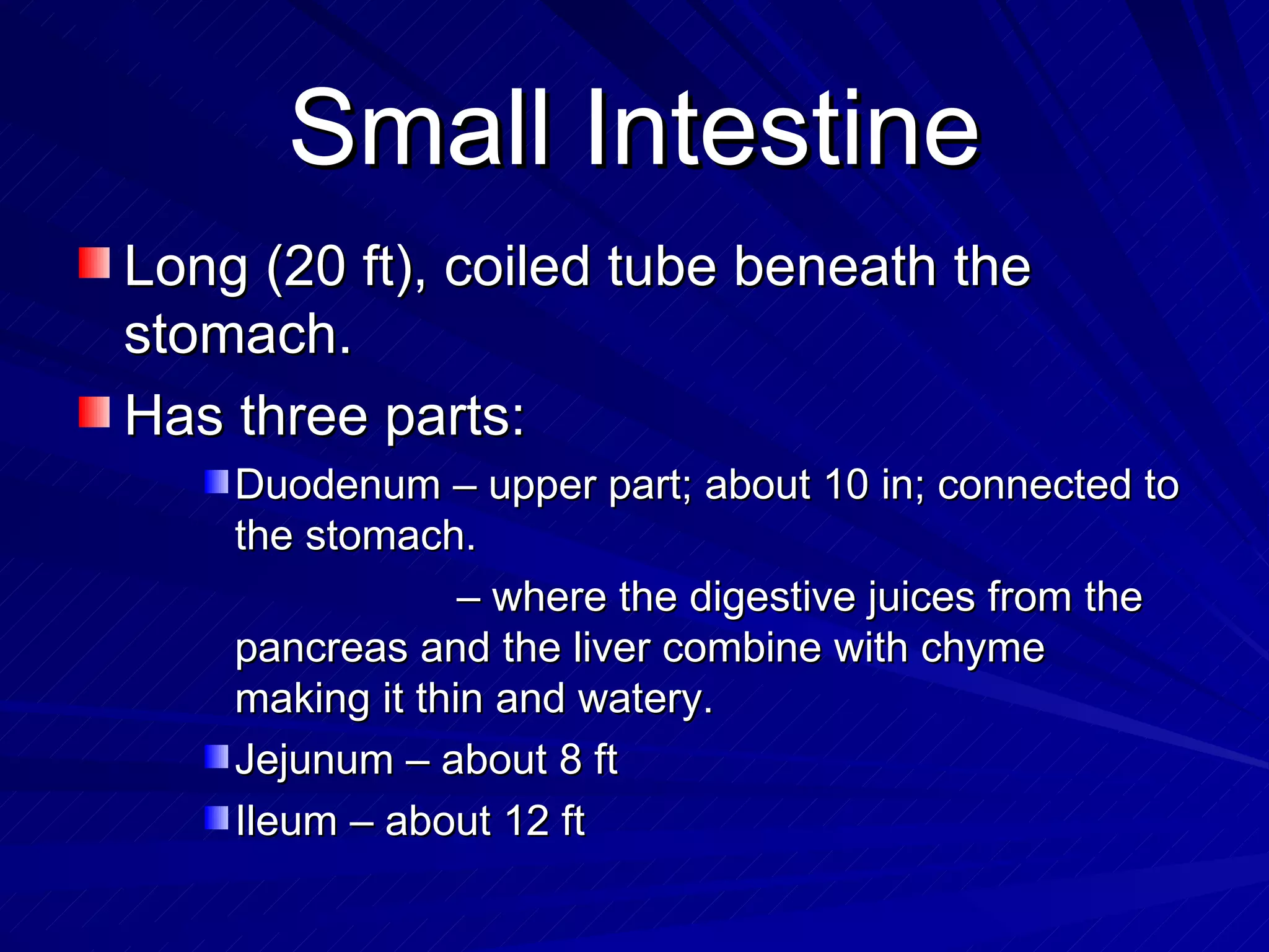 Small Intestine Long (20 ft), coiled tube beneath the stomach. Has three parts: Duodenum – upper part; about 10 in; connected to the stomach. –  where the digestive juices from the pancreas and the liver combine with chyme making it thin and watery.  Jejunum – about 8 ft Ileum – about 12 ft 
