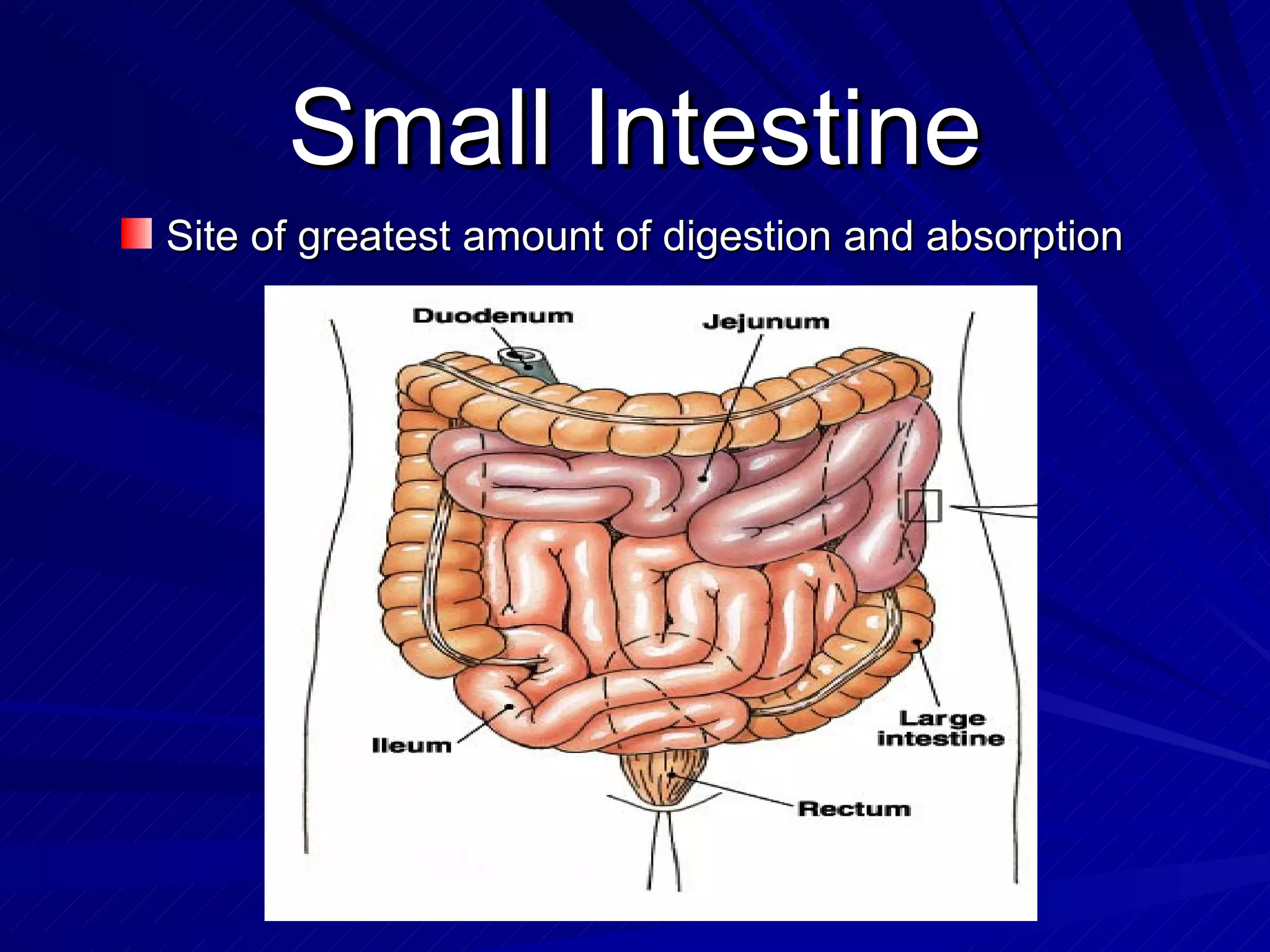 Small Intestine Site of greatest amount of digestion and absorption 