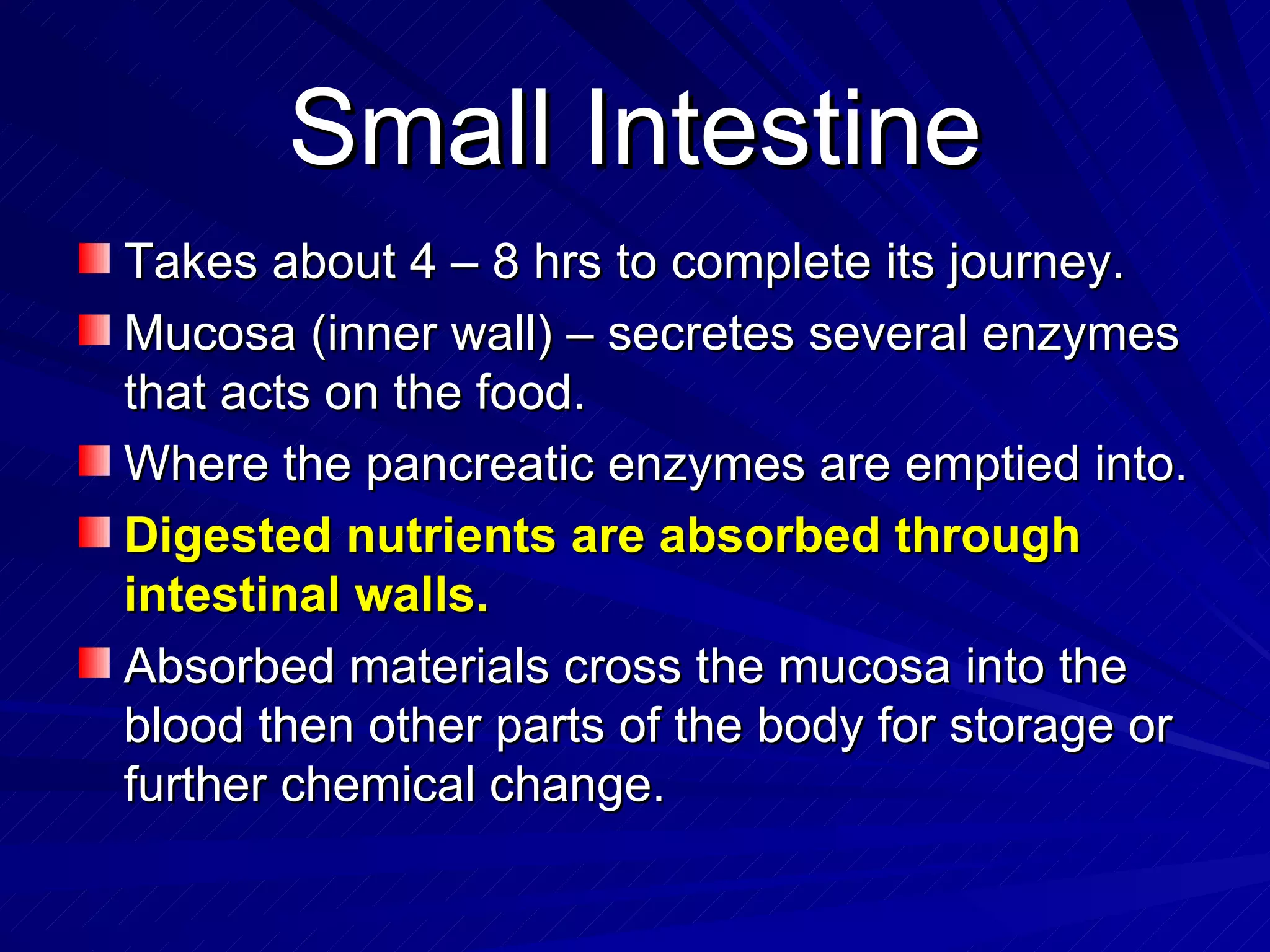 Small Intestine Takes about 4 – 8 hrs to complete its journey. Mucosa (inner wall) – secretes several enzymes that acts on the food. Where the pancreatic enzymes are emptied into. Digested nutrients are absorbed through intestinal walls. Absorbed materials cross the mucosa into the blood then other parts of the body for storage or further chemical change. 