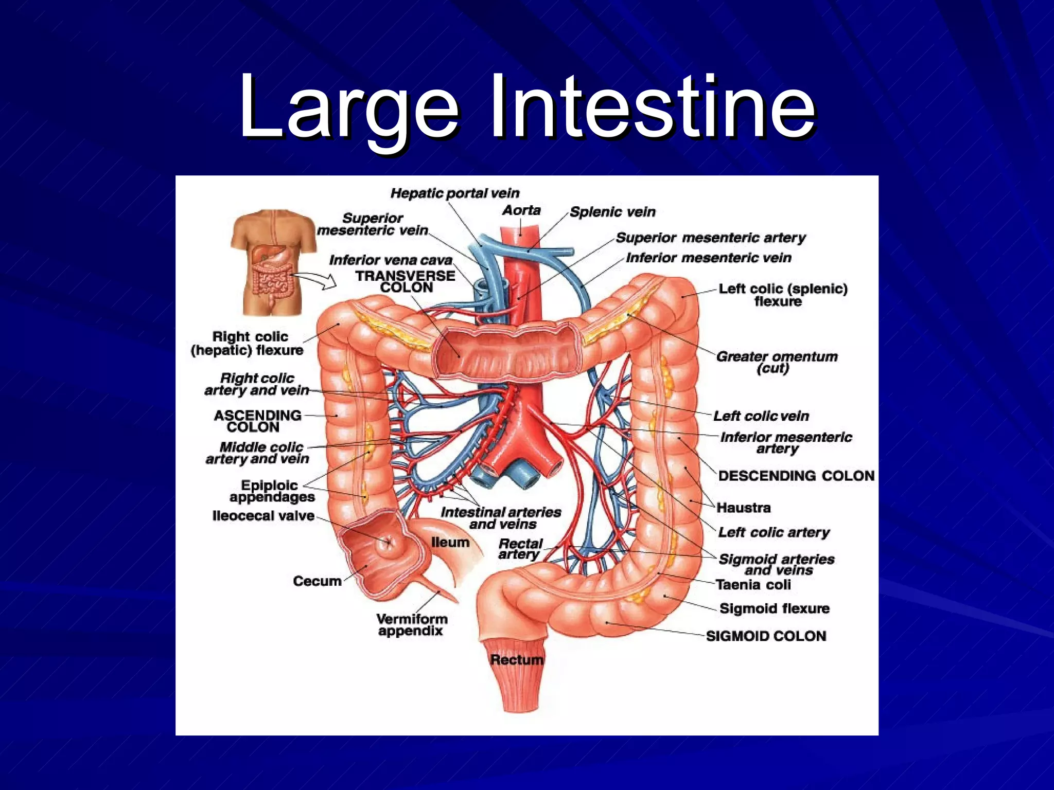 Large Intestine 