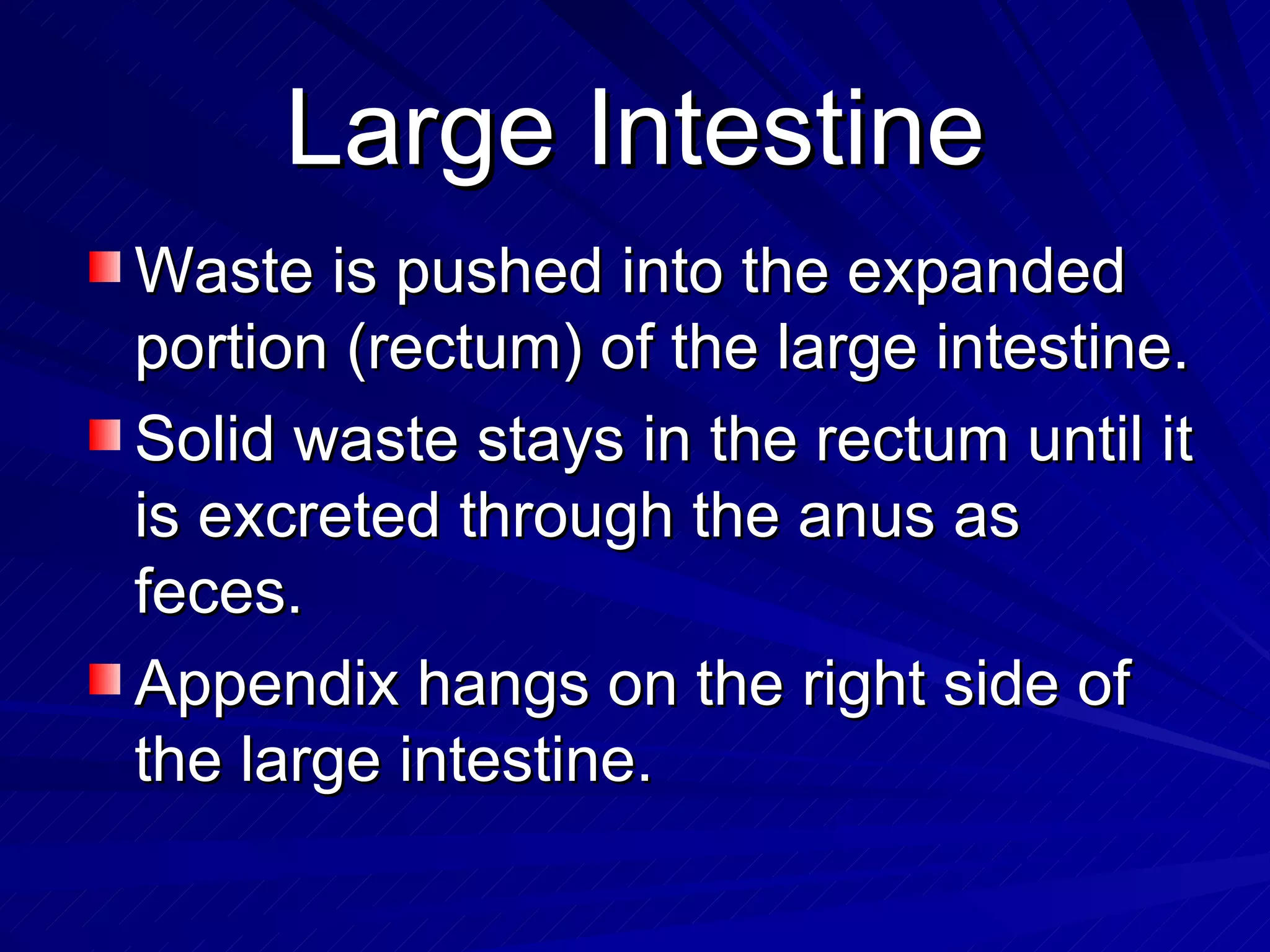 Large Intestine Waste is pushed into the expanded portion (rectum) of the large intestine. Solid waste stays in the rectum until it is excreted through the anus as feces. Appendix hangs on the right side of the large intestine. 
