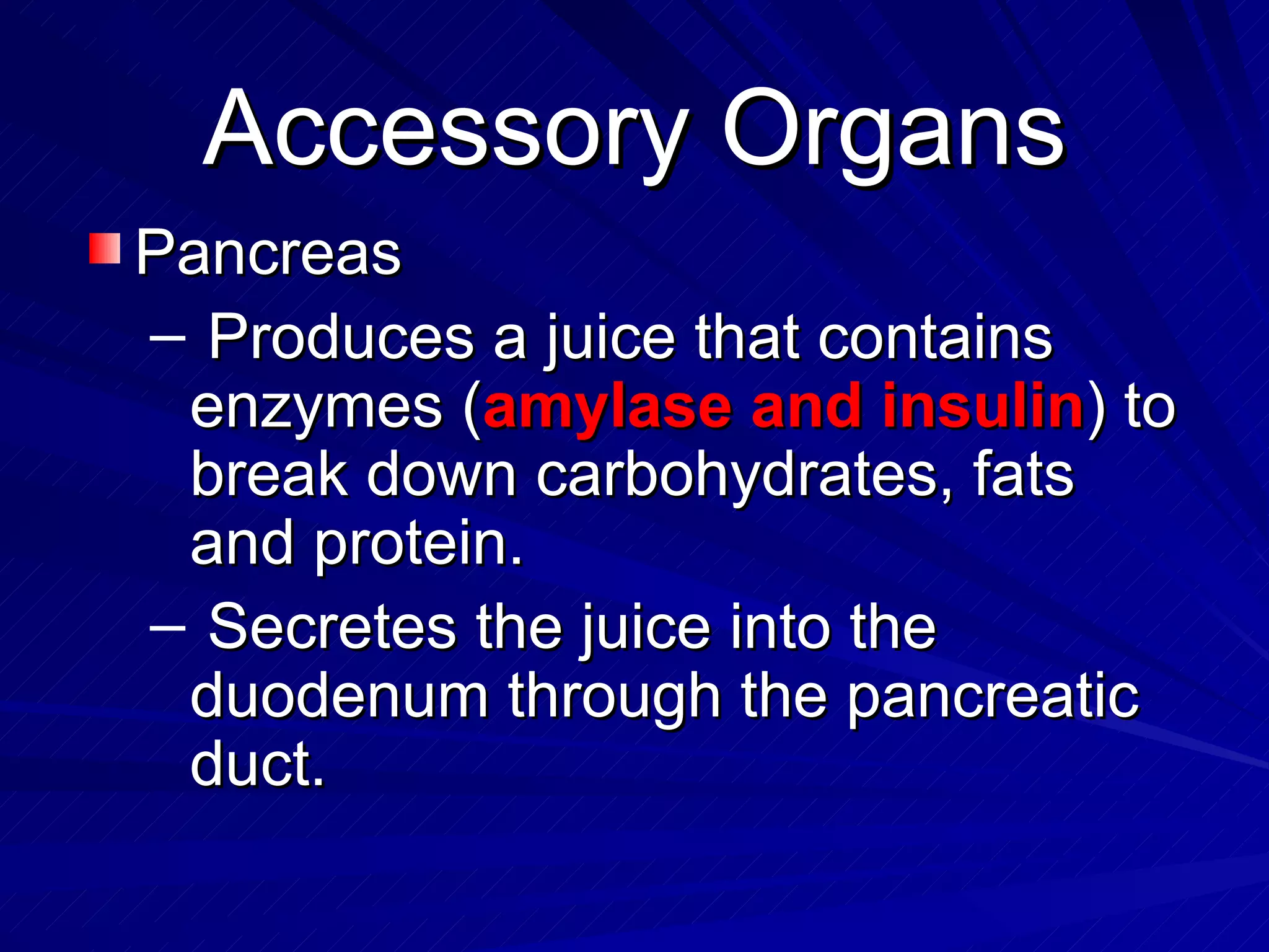 Accessory Organs Pancreas Produces a juice that contains enzymes ( amylase and insulin ) to break down carbohydrates, fats and protein. Secretes the juice into the duodenum through the pancreatic duct. 