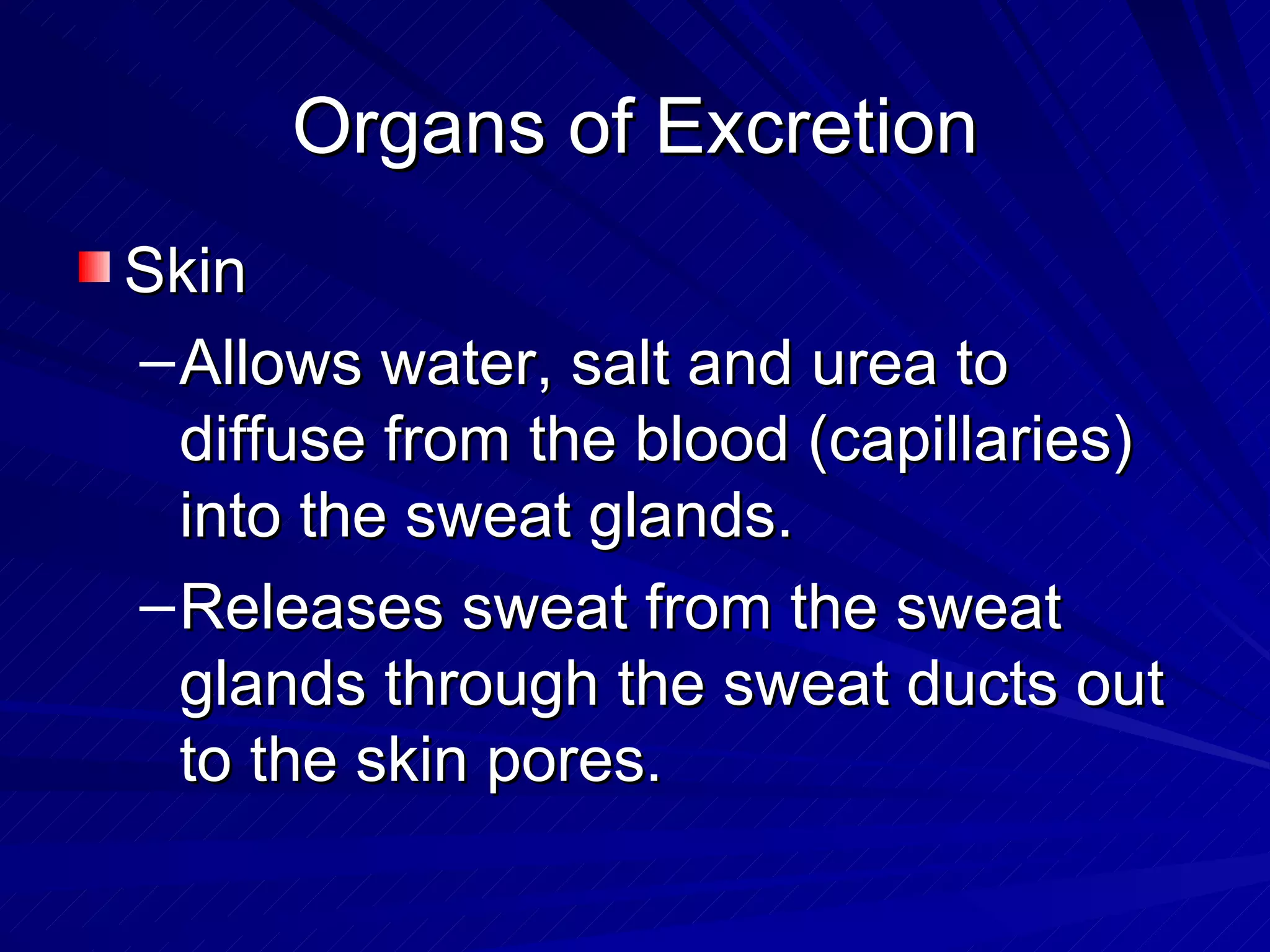 Organs of Excretion Skin  Allows water, salt and urea to diffuse from the blood (capillaries) into the sweat glands.  Releases sweat from the sweat glands through the sweat ducts out to the skin pores. 
