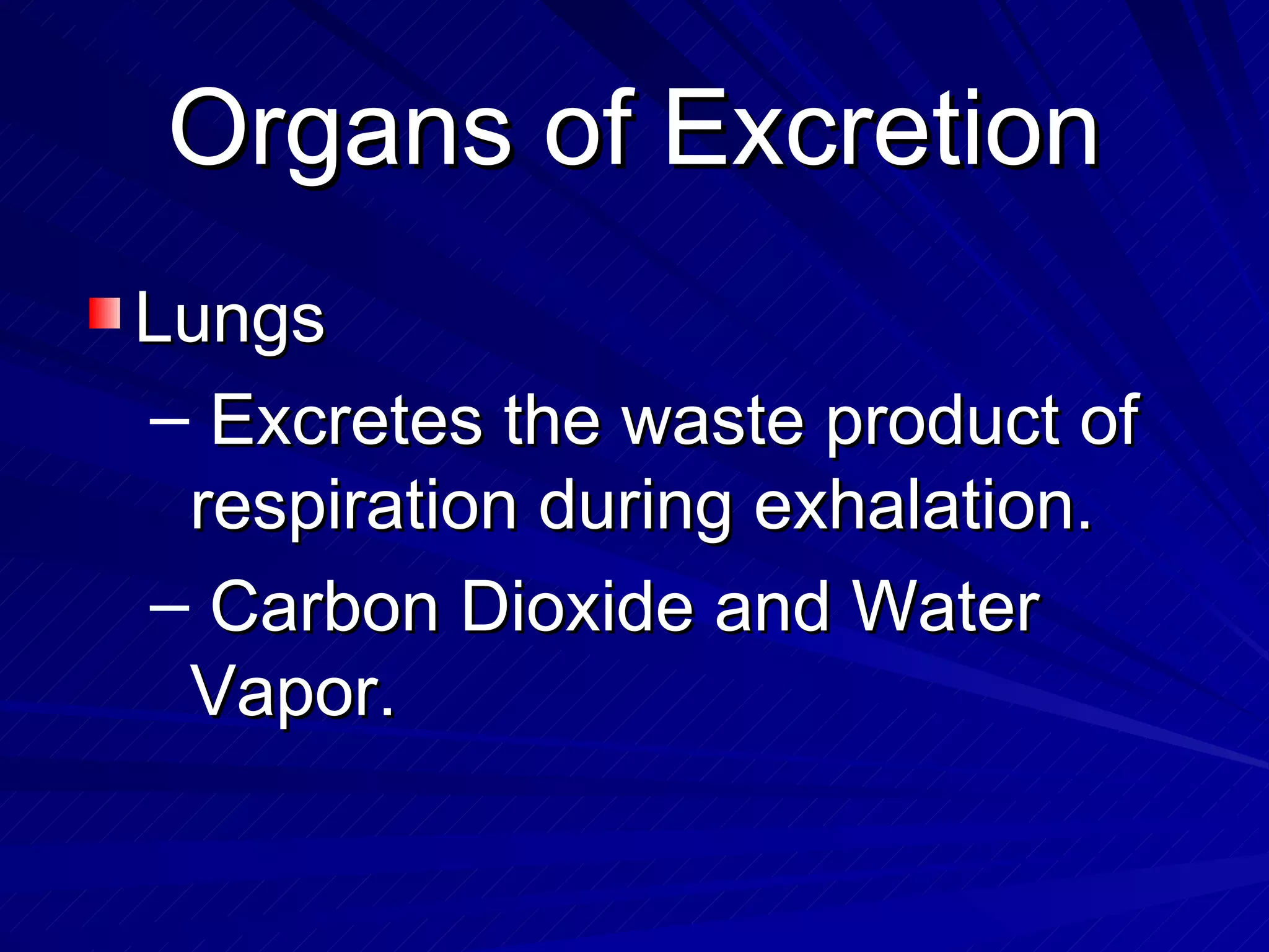 Organs of Excretion Lungs  Excretes the waste product of respiration during exhalation. Carbon Dioxide and Water Vapor. 