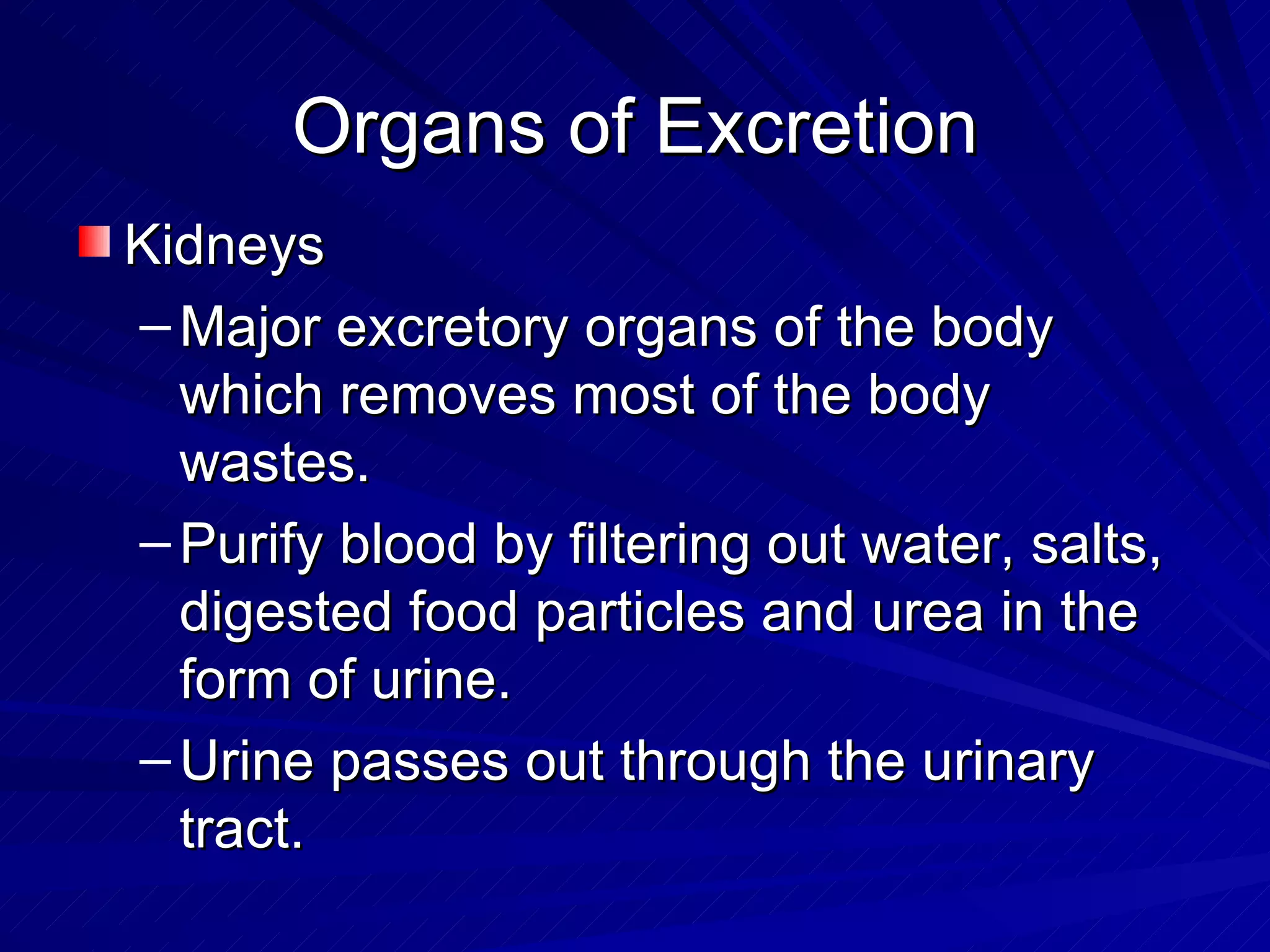 Organs of Excretion Kidneys Major excretory organs of the body which removes most of the body wastes. Purify blood by filtering out water, salts, digested food particles and urea in the form of urine. Urine passes out through the urinary tract. 
