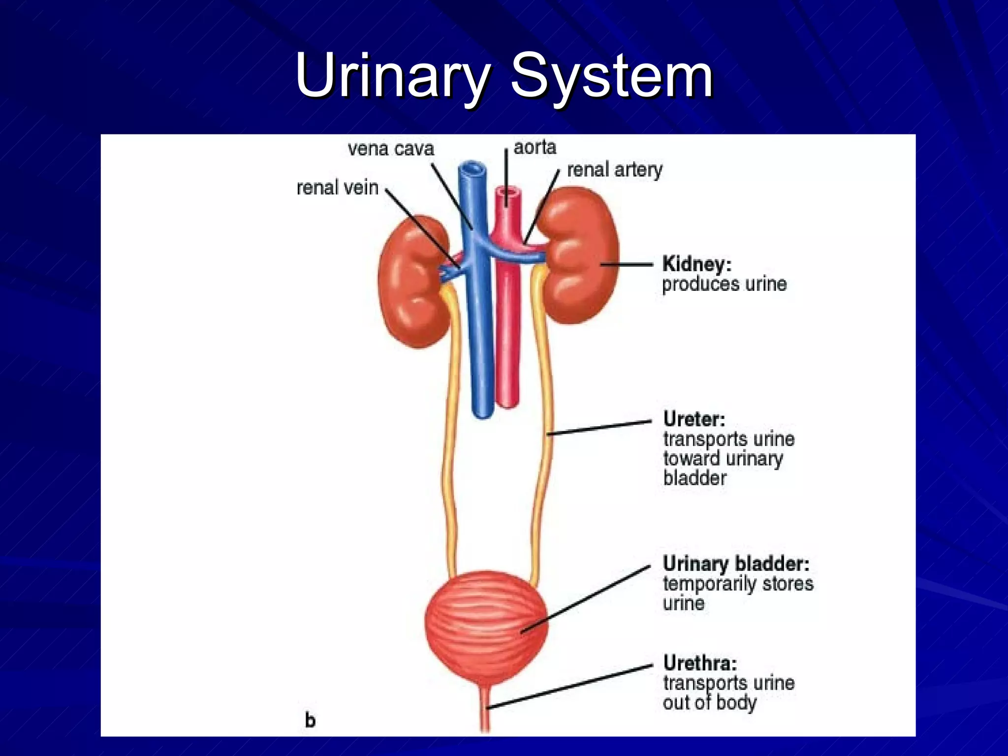 Urinary System 