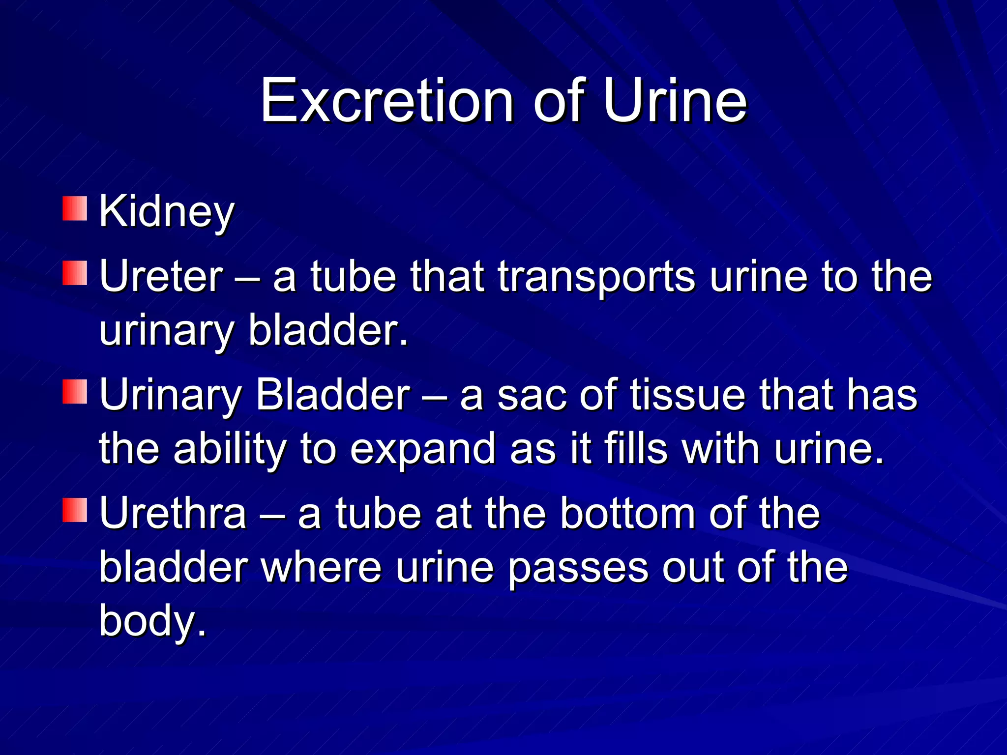 Excretion of Urine Kidney Ureter – a tube that transports urine to the urinary bladder. Urinary Bladder – a sac of tissue that has the ability to expand as it fills with urine. Urethra – a tube at the bottom of the bladder where urine passes out of the body. 