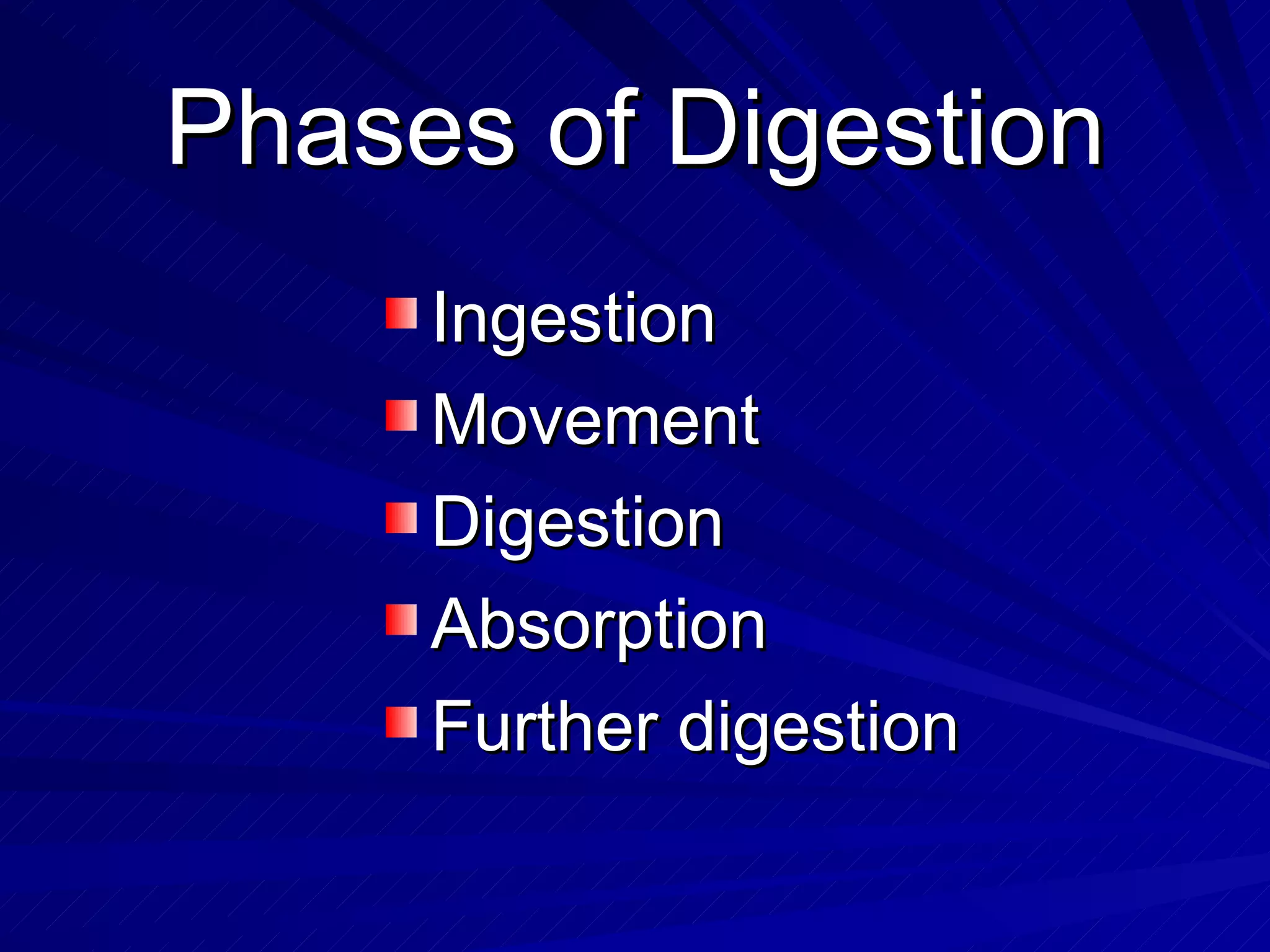 Phases of Digestion Ingestion Movement Digestion Absorption Further digestion 