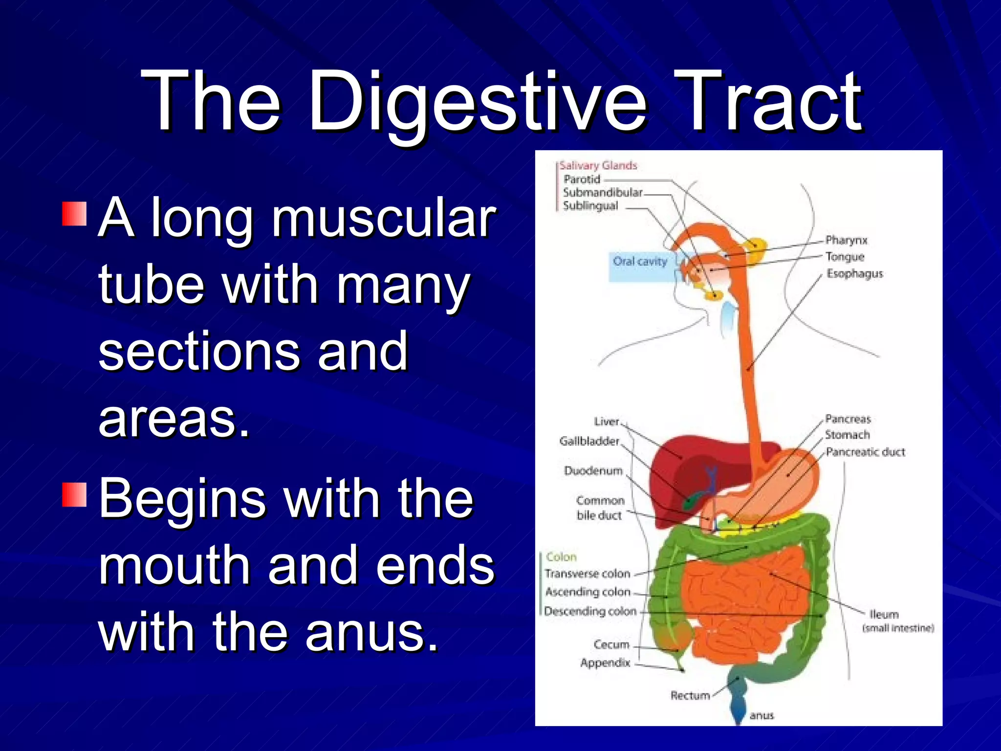 The Digestive Tract A long muscular tube with many sections and areas. Begins with the mouth and ends with the anus. 